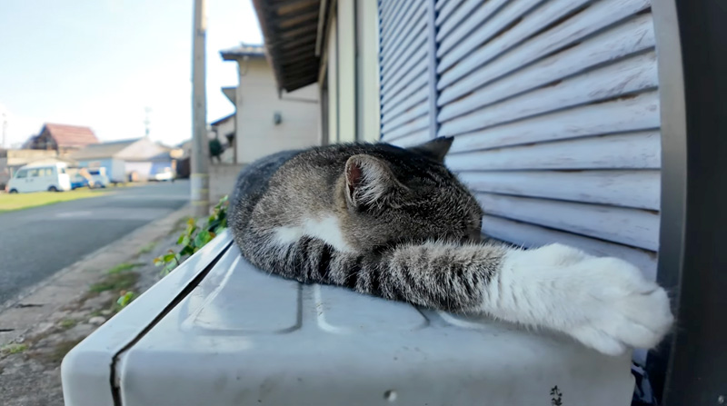 寝ていた猫