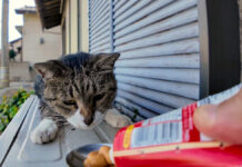 飛び起きてちゅ〜るを食べる猫