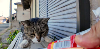 飛び起きてちゅ〜るを食べる猫