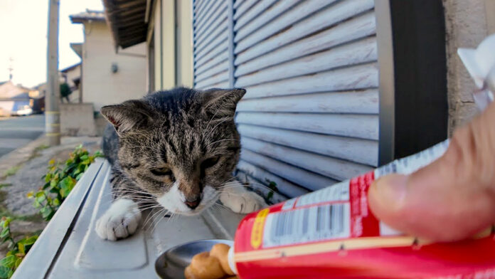 飛び起きてちゅ〜るを食べる猫