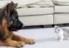 友達になった犬と子猫