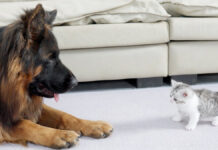友達になった犬と子猫