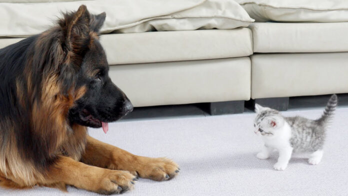 友達になった犬と子猫