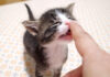 食いしん坊な子猫