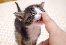 食いしん坊な子猫