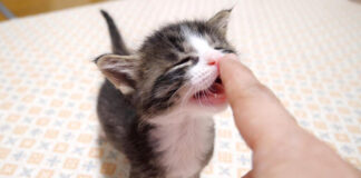 食いしん坊な子猫