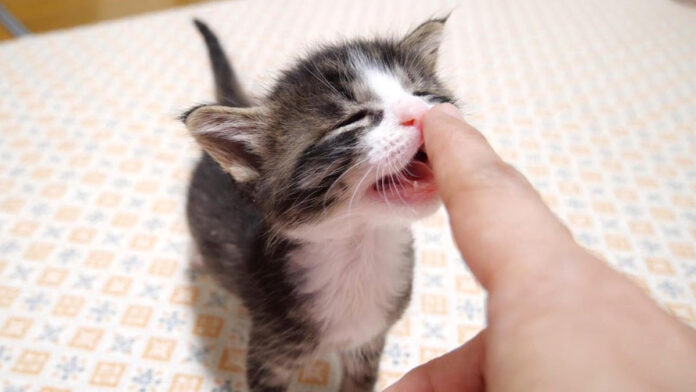 食いしん坊な子猫