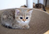 お気に入りの場所を取られたくない子猫