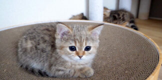 お気に入りの場所を取られたくない子猫