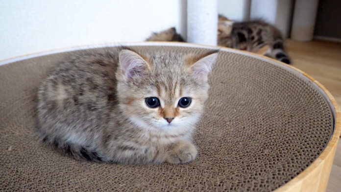 お気に入りの場所を取られたくない子猫