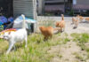登校する猫達