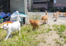登校する猫達