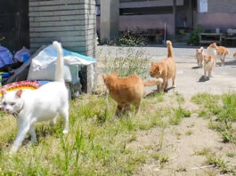 登校する猫達