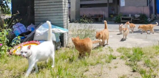 登校する猫達