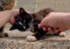 釣り針が刺さった母猫