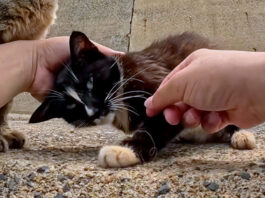 釣り針が刺さった母猫