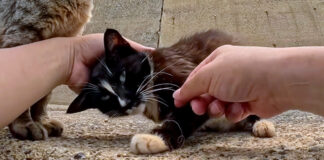 釣り針が刺さった母猫