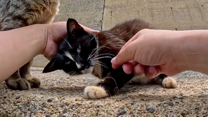 釣り針が刺さった母猫