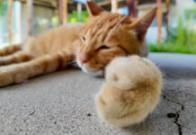 体育館裏で手をニギニギする猫