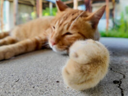 体育館裏で手をニギニギする猫