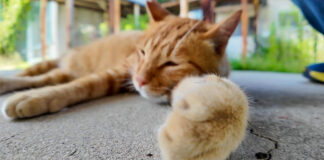 体育館裏で手をニギニギする猫