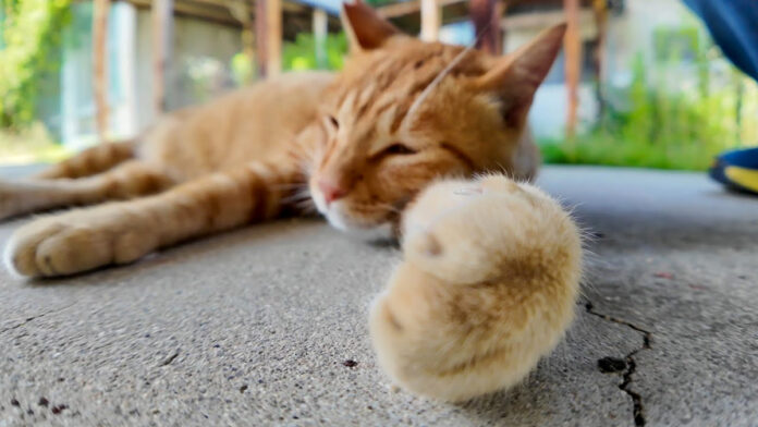 体育館裏で手をニギニギする猫