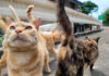 集まってきた猫