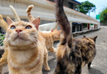 集まってきた猫