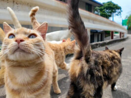 集まってきた猫