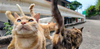 集まってきた猫