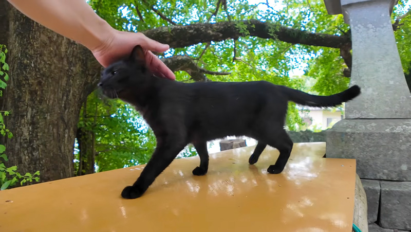 甘えてくる猫