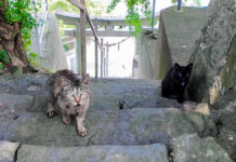 山の上の神社で出会った猫達