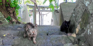 山の上の神社で出会った猫達