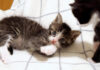 お腹を満たした子猫達