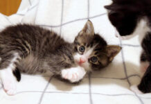 お腹を満たした子猫達