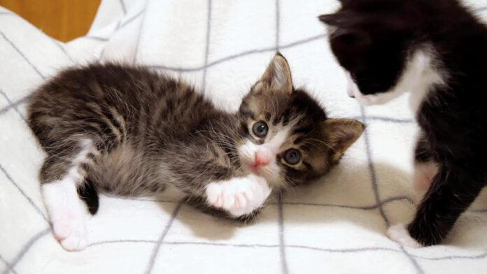 お腹を満たした子猫達