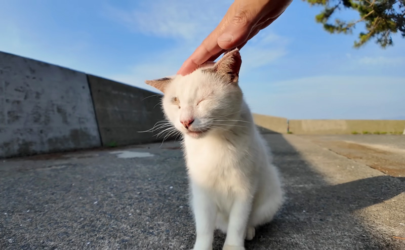 撫でられる猫