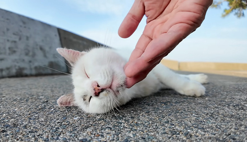 撫でられる猫