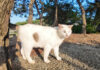 海辺の公園で出会った猫