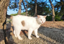 海辺の公園で出会った猫