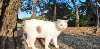 海辺の公園で出会った猫
