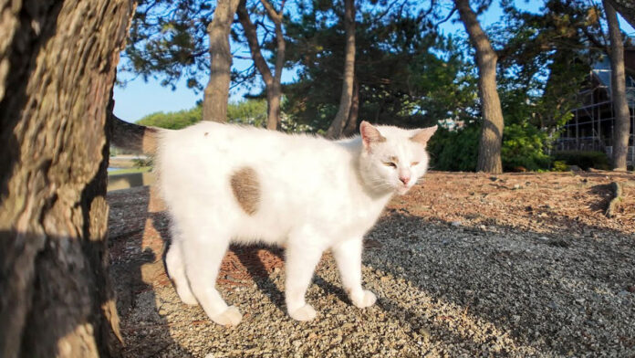海辺の公園で出会った猫