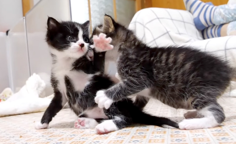 じゃれ合う子猫達