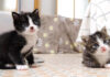 じゃれ合う子猫達