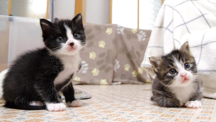 じゃれ合う子猫達
