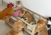 みんなで出産間近の猫を守る