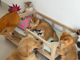 みんなで出産間近の猫を守る