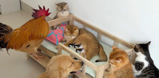 みんなで出産間近の猫を守る