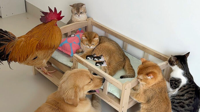 みんなで出産間近の猫を守る