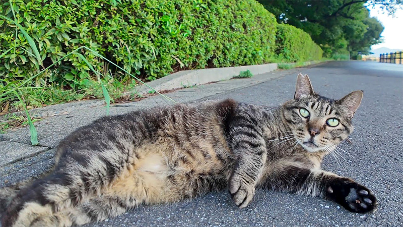 寝転がる猫